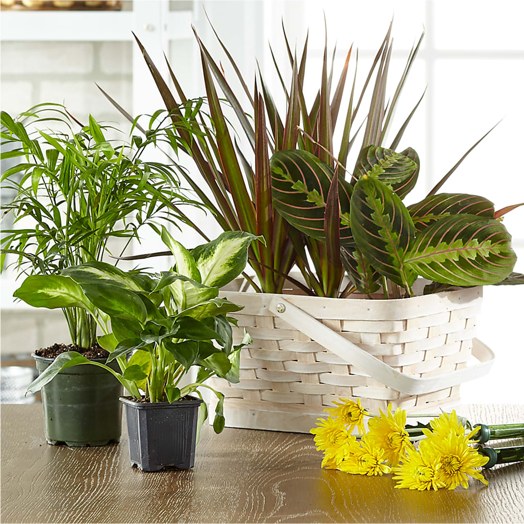 Florist Designed Blooming and Green Plants in a Basket – The Florist Ltd, Denton TX
