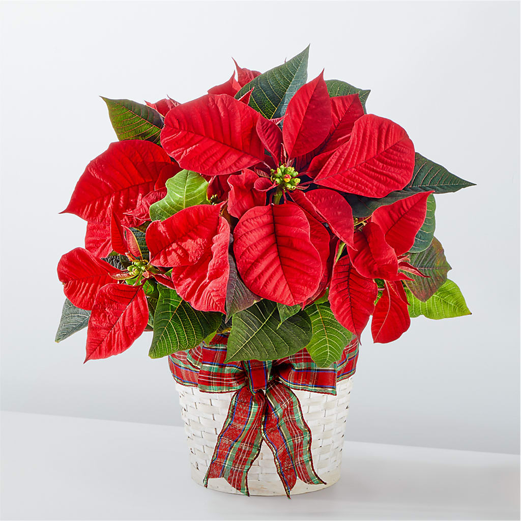 Happiest Holidays Poinsettia – The Florist Ltd, Denton TX