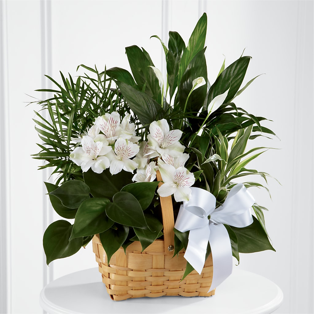 Peace & Serenity Dishgarden – The Florist Ltd, Denton TX