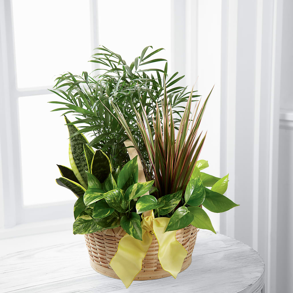 French Garden – The Florist Ltd, Denton TX