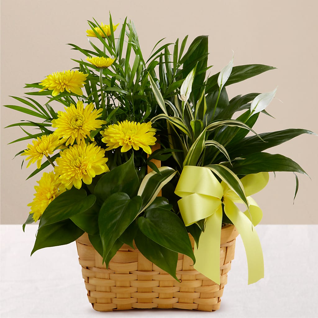 Loving Light Dishgarden – The Florist Ltd, Denton TX