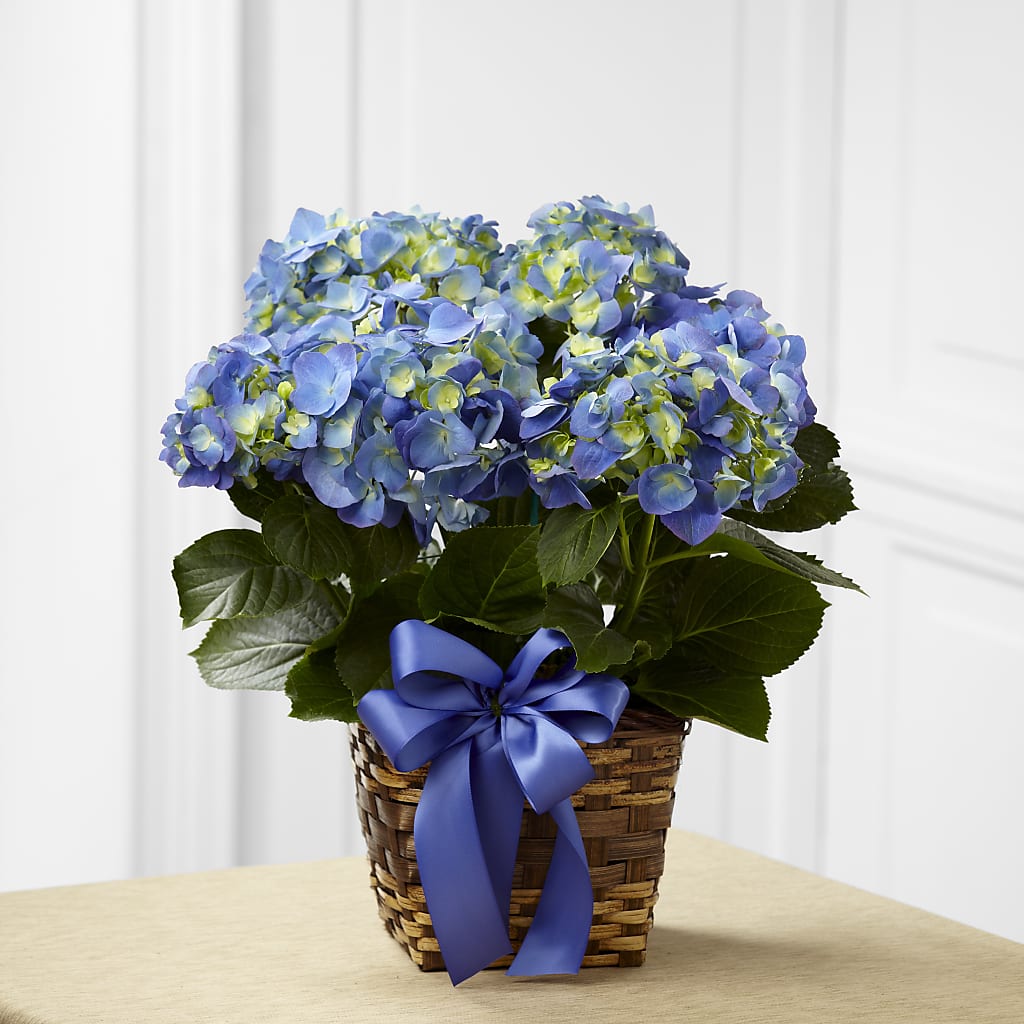Blue Hydrangea Planter – The Florist Ltd, Denton TX
