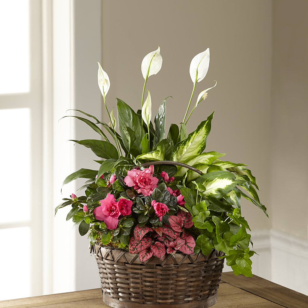 Dream in Pink Dishgarden – The Florist Ltd, Denton TX