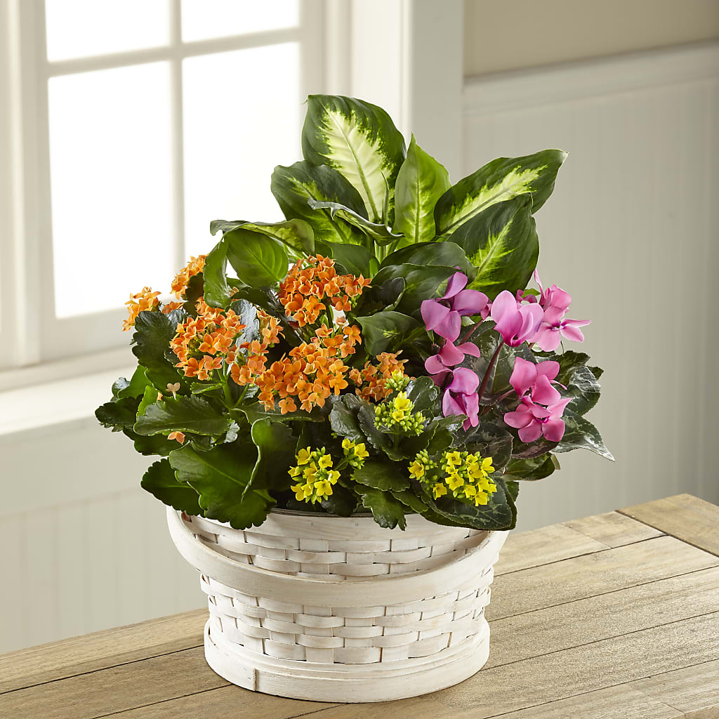 Color Crush Dishgarden – The Florist Ltd, Denton TX