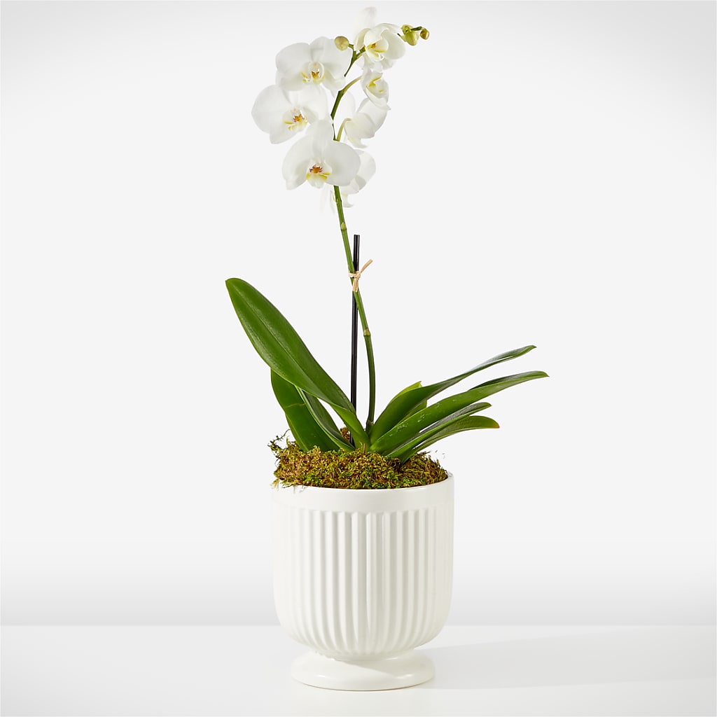 Whispering White Orchid – The Florist Ltd, Denton TX