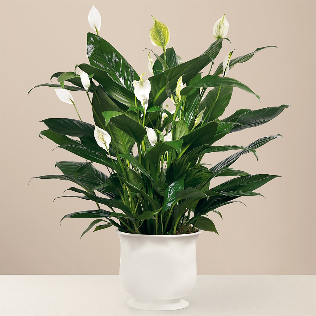 Comfort Planter – The Florist Ltd, Denton TX