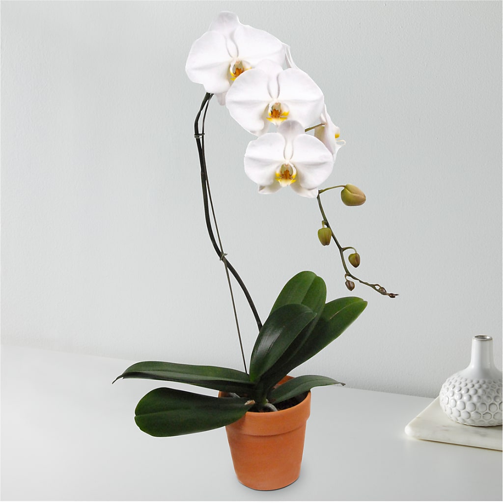 White Cascading Orchid – The Florist Ltd, Denton TX
