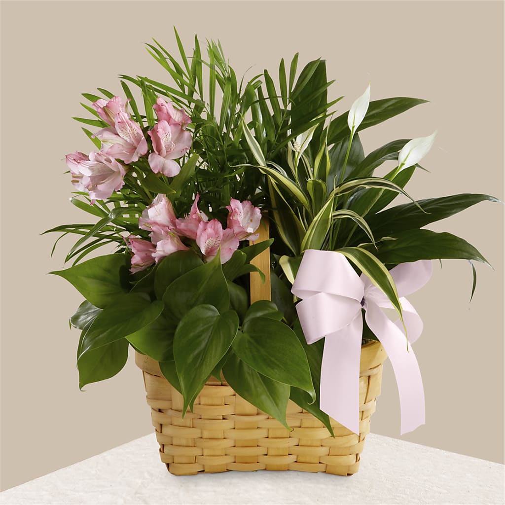 Living Spirit Dishgarden – The Florist Ltd, Denton TX