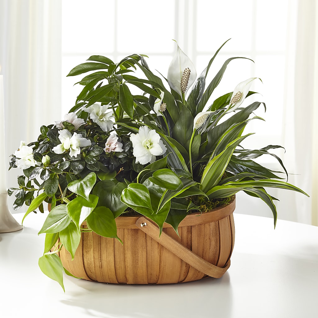 Serene Dishgarden – The Florist Ltd, Denton TX