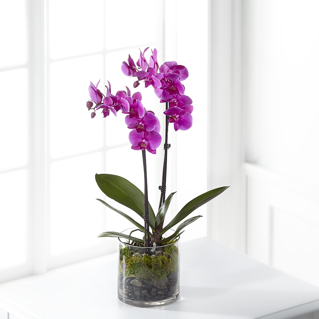 Pink Orchid Plant – The Florist Ltd, Denton TX