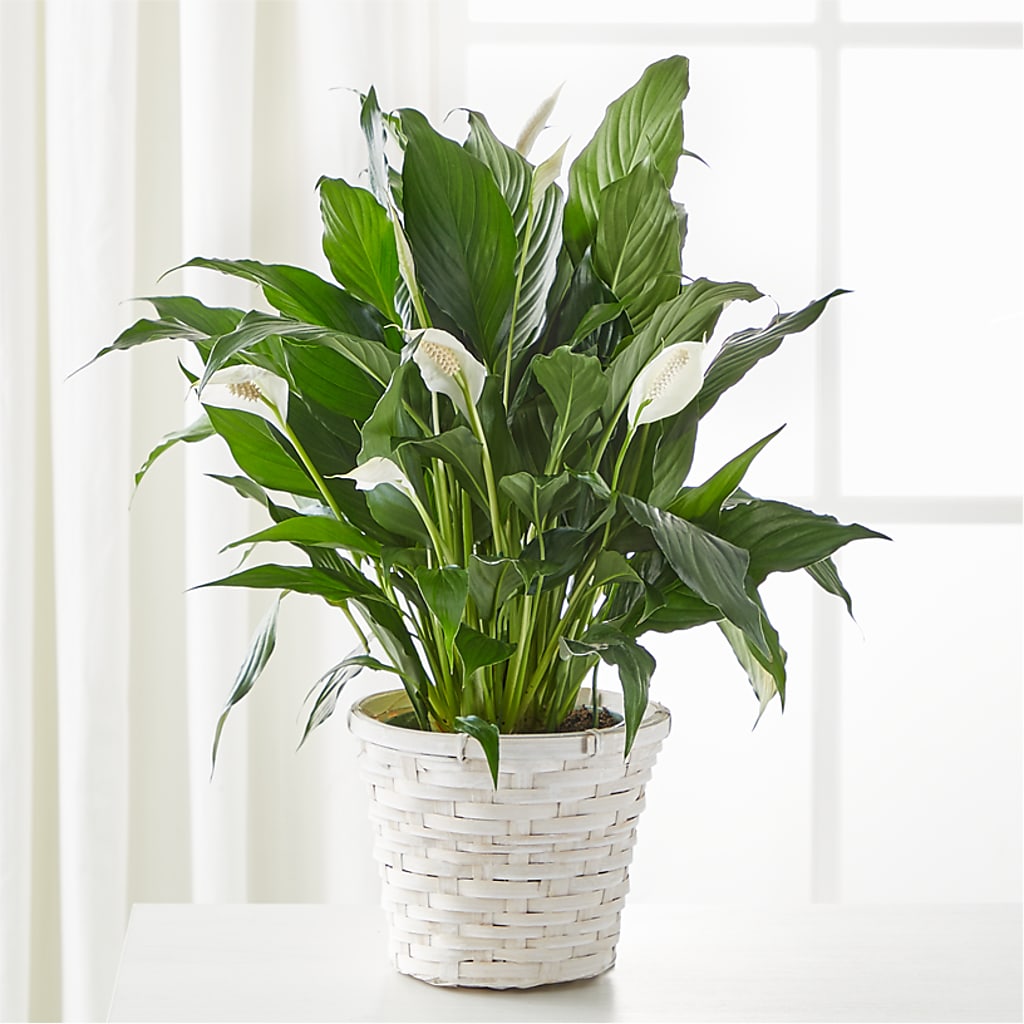 A New Leaf Peace Lily – The Florist Ltd, Denton TX