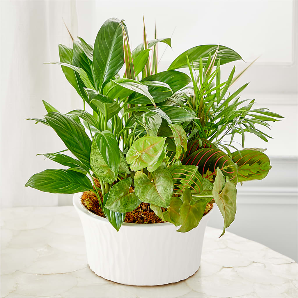 Balance & Harmony Dishgarden – The Florist Ltd, Denton TX