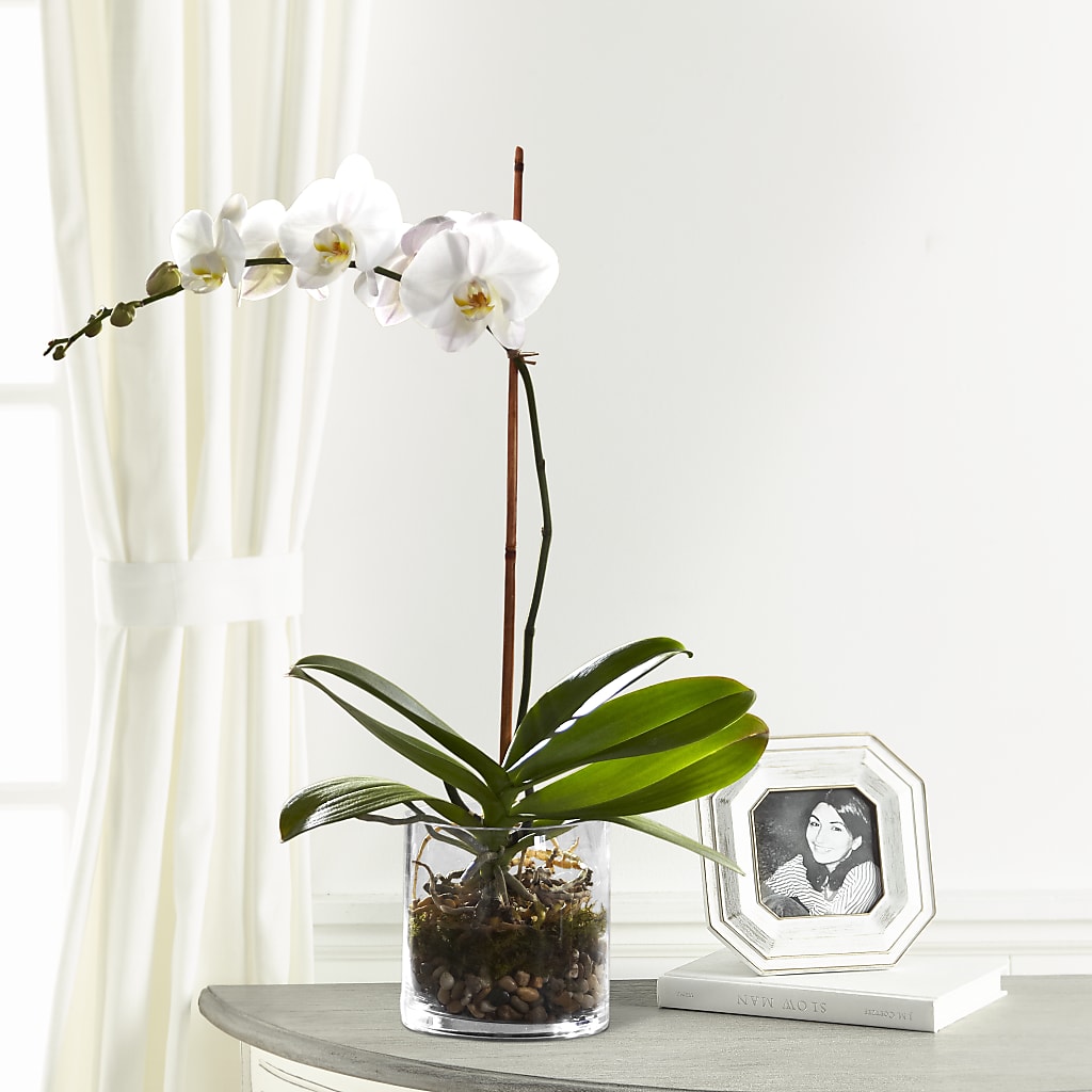 White Orchid Planter – The Florist Ltd, Denton TX