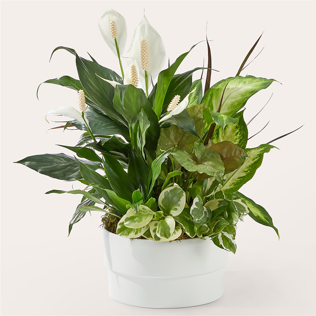 Radiating Positivity Dishgarden – The Florist Ltd, Denton TX