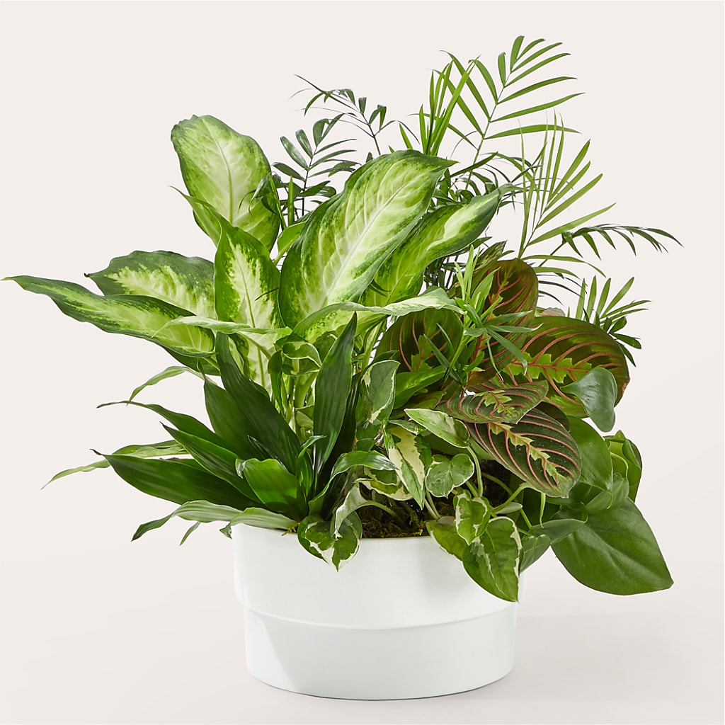 Radiating Positivity Dishgarden – The Florist Ltd, Denton TX