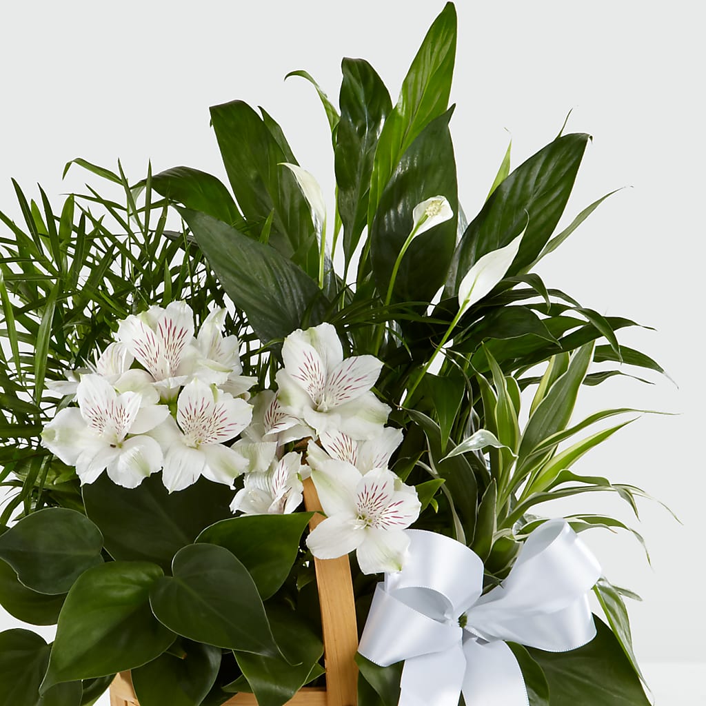 Peace & Serenity Dishgarden –  The Florist Ltd, Denton TX