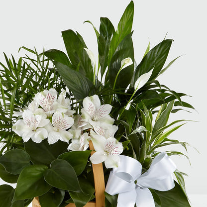 Peace & Serenity Dishgarden –  The Florist Ltd, Denton TX