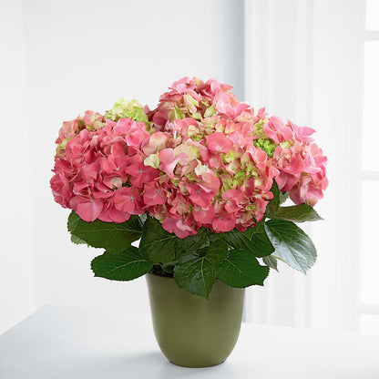 Pink Hydrangea Planter –  The Florist Ltd, Denton TX