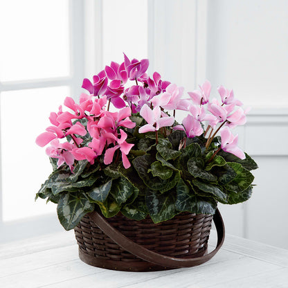 Mixed Cyclamen Planter –  The Florist Ltd, Denton TX