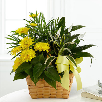 Loving Light Dishgarden –  The Florist Ltd, Denton TX