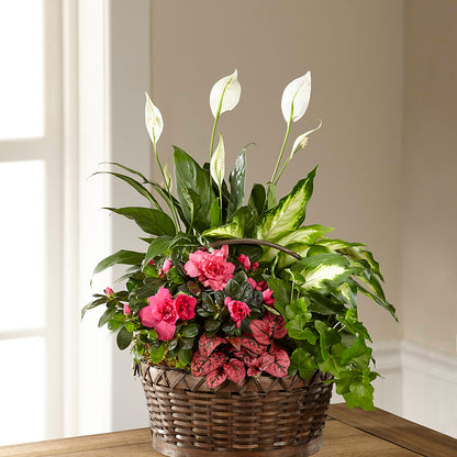 Dream in Pink Dishgarden –  The Florist Ltd, Denton TX