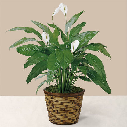 Tranquil Moments Peace Lily Plant –  The Florist Ltd, Denton TX