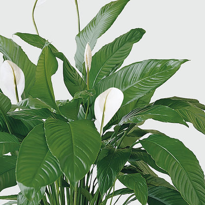 Tranquil Moments Peace Lily Plant –  The Florist Ltd, Denton TX