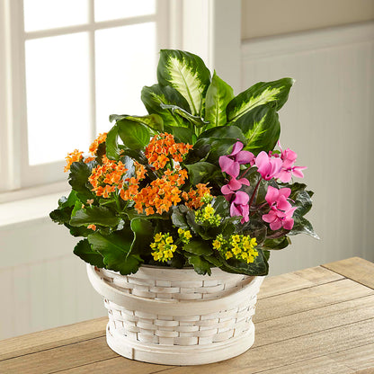 Color Crush Dishgarden –  The Florist Ltd, Denton TX