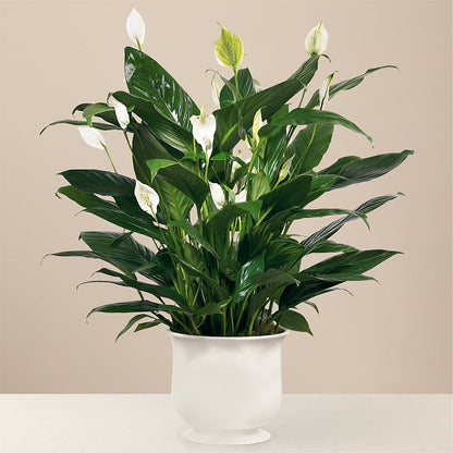 Comfort Planter –  The Florist Ltd, Denton TX