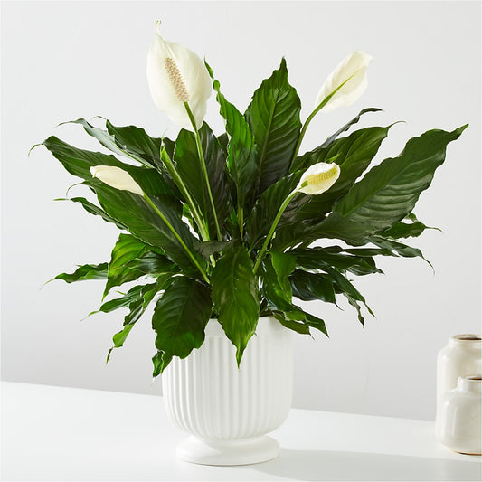 Comfort Planter –  The Florist Ltd, Denton TX