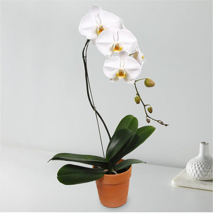 White Cascading Orchid –  The Florist Ltd, Denton TX