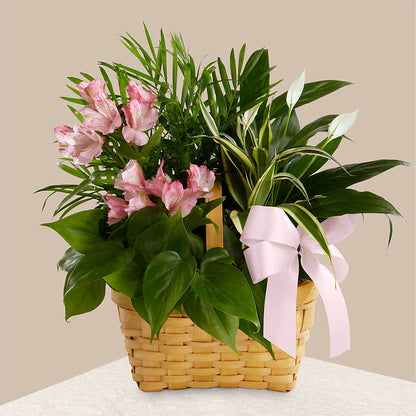 Living Spirit Dishgarden –  The Florist Ltd, Denton TX