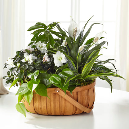 Serene Dishgarden –  The Florist Ltd, Denton TX