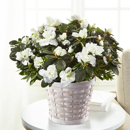 White Azalea Plant –  The Florist Ltd, Denton TX