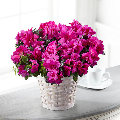 Hope & Serenity Azalea Plant –  The Florist Ltd, Denton TX