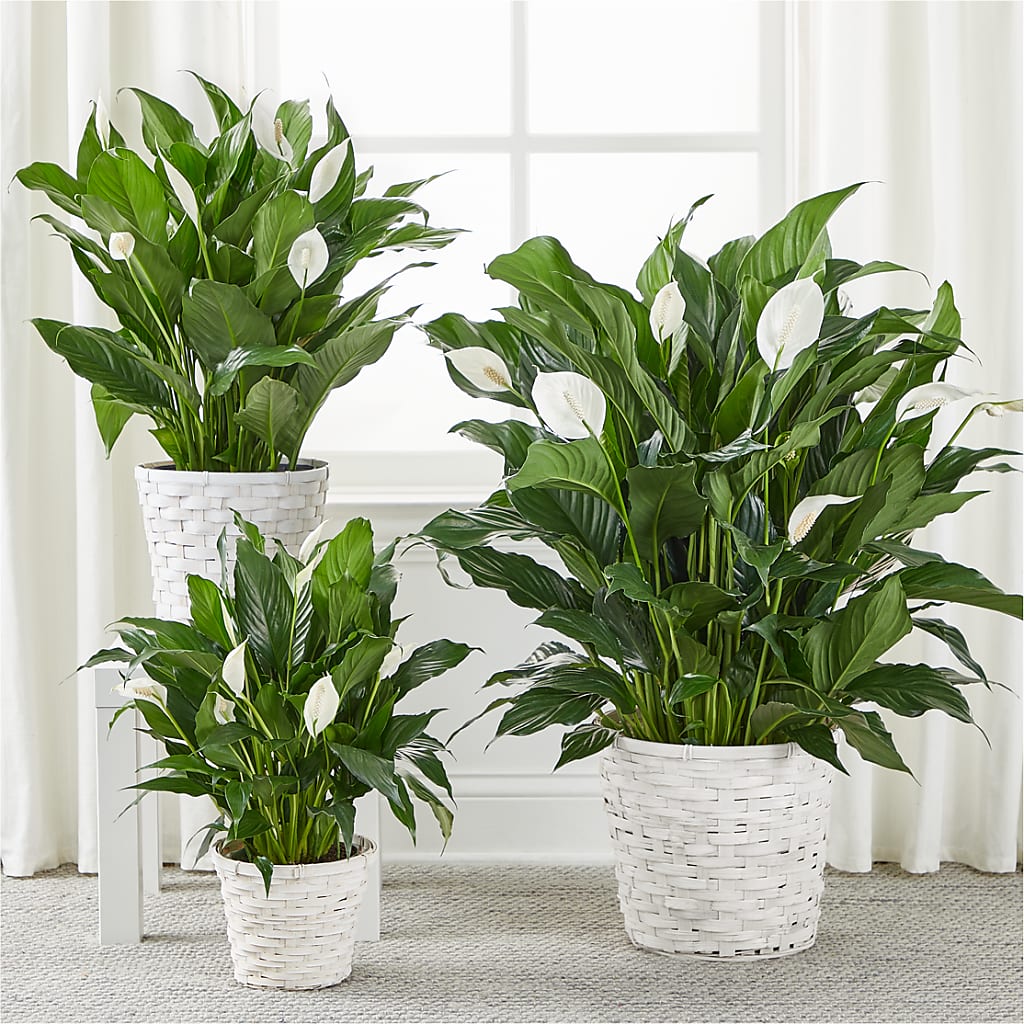 A New Leaf Peace Lily –  The Florist Ltd, Denton TX