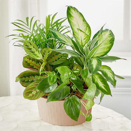 Balance & Harmony Dishgarden –  The Florist Ltd, Denton TX