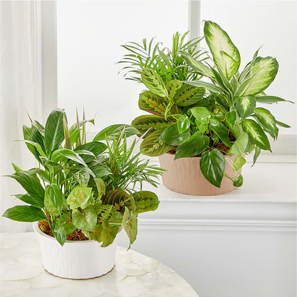 Balance & Harmony Dishgarden –  The Florist Ltd, Denton TX