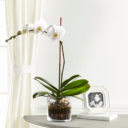 White Orchid Planter –  The Florist Ltd, Denton TX
