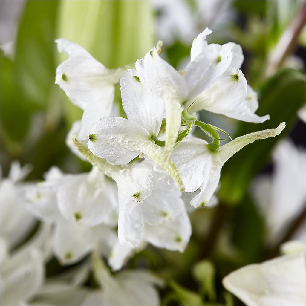 Classic Ivory – A Florist Original –  The Florist Ltd, Denton TX