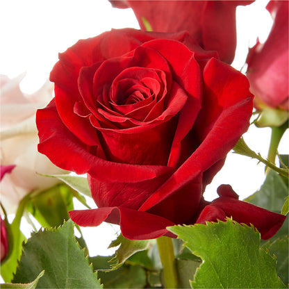 Love Notes Rose Bouquet –  The Florist Ltd, Denton TX